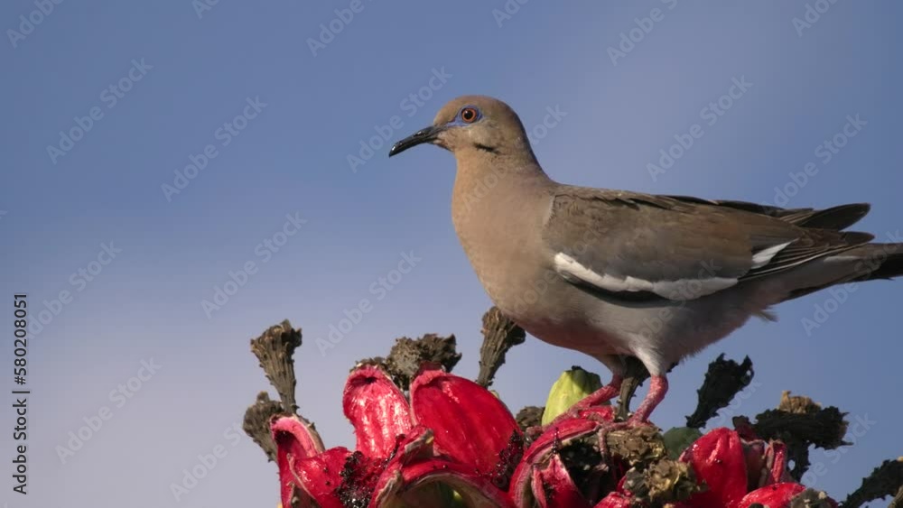 Whitewinged Dove Bird in Desert on Saguaro Cactus Eating Feeding Red
