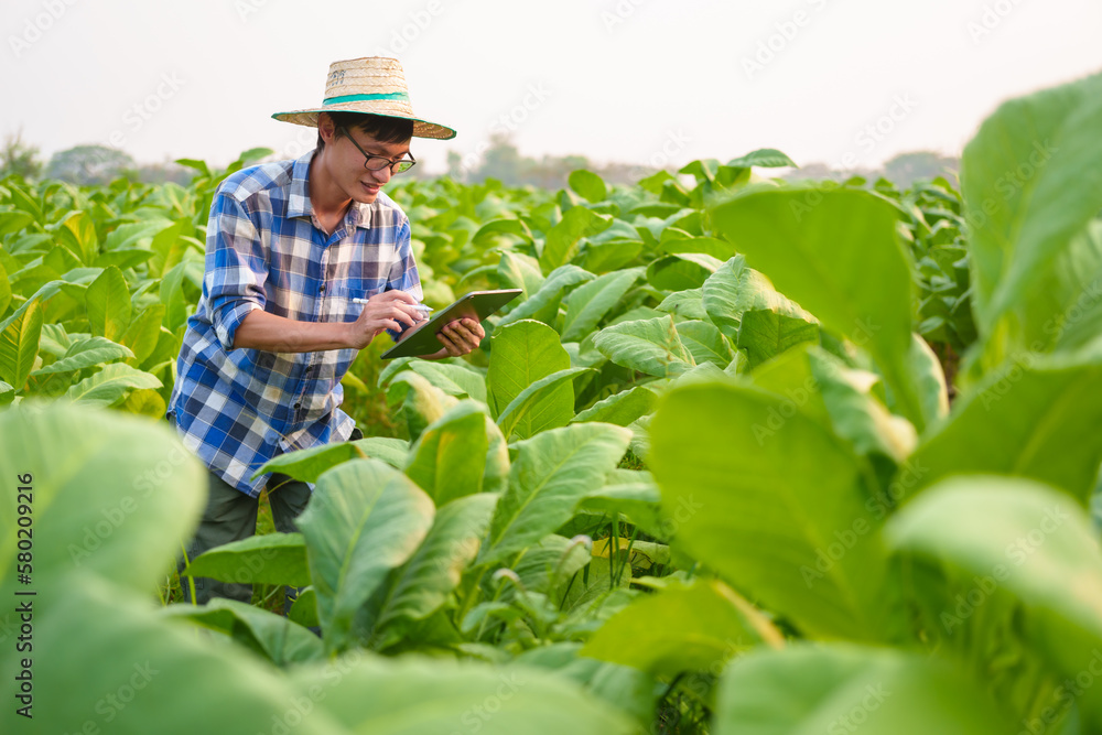 Cropped view of Asian farmer working in tobacco field checking quality of tobacco leaves, counting age before harvest and inspect the quality in the farm, Agriculture concept.