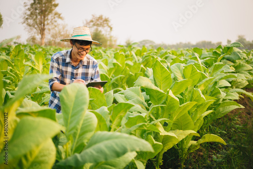 Cropped view of Asian farmer working in tobacco field checking quality of tobacco leaves, counting age before harvest and inspect the quality in the farm, Agriculture concept.