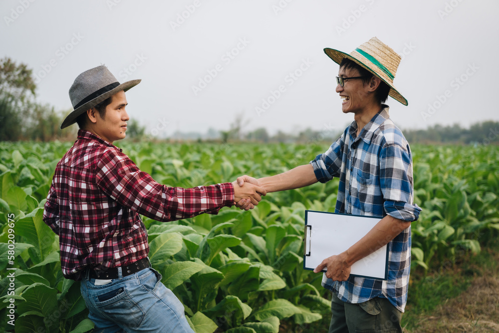 Cropped view of Asian farmer working in tobacco field checking quality of tobacco leaves, counting age before harvest and inspect the quality in the farm, Agriculture concept. Shaking hands Cropped view of Asian farmer working in tobacco field checking quality of tobacco leaves, counting age before harvest and inspect the quality in the farm, Agriculture concept. Shaking hands