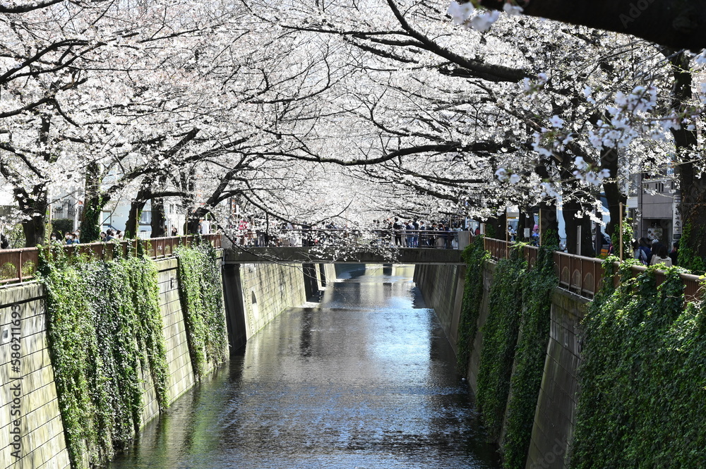 東京都目黒区の目黒川の桜の花が咲く春の風景 Stock Photo | Adobe Stock