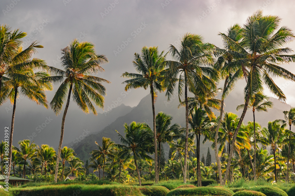 Stormy Palm Trees and Mountain Backdrop Stormy Palm Trees and Mountain Backdrop