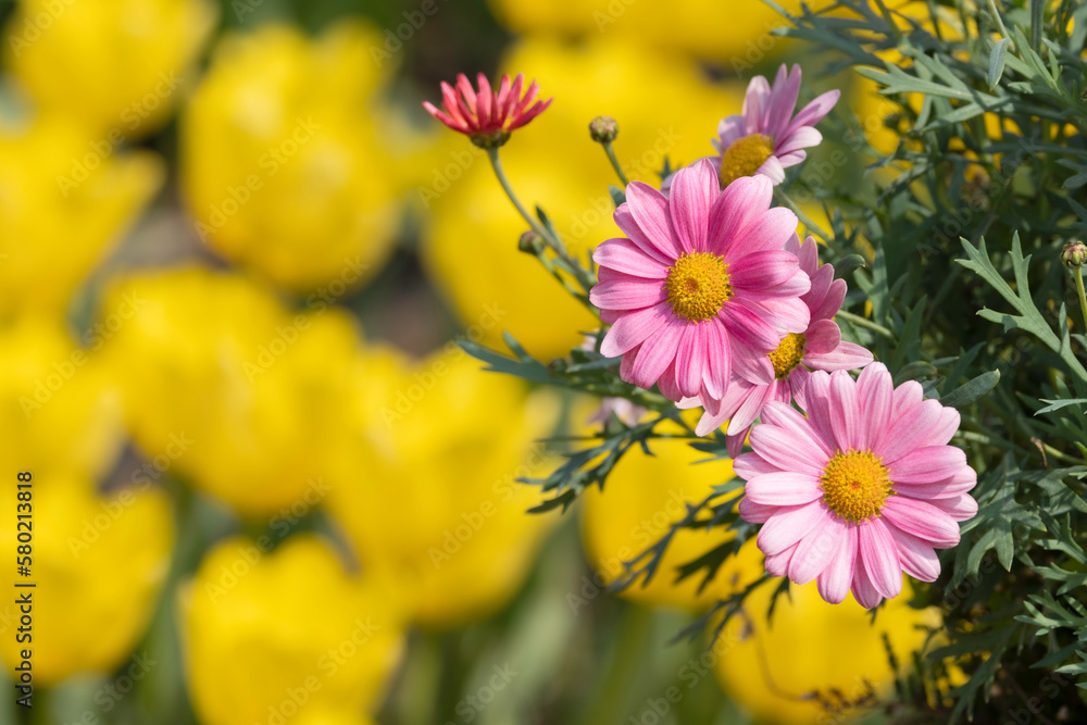 ピンクのマーガレットの花 春の花の背景素材 ピンクのマーガレットの花 春の花の背景素材