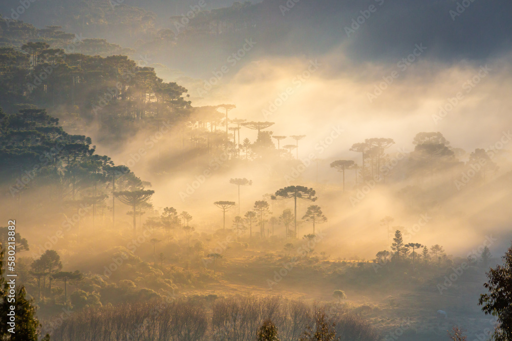Countryside of Rio Grande do Sul near Gramado at misty sunrise, Southern Brazil