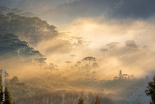 Obraz na płótnie Countryside of Rio Grande do Sul near Gramado at misty sunrise, Southern Brazil w salonie