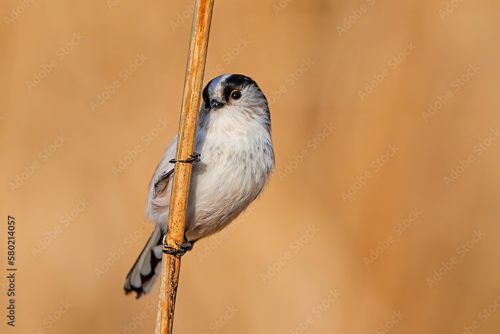 Naklejka premium エナガ