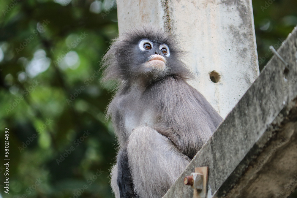 Obraz premium Cute young dusky leaf monkey (Trachypithecus obscurus) sits on a pole and is sad.