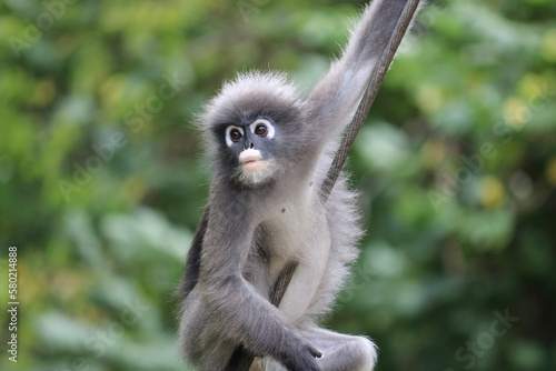 A cute dusky leaf monkey (Trachypithecus obscurus) hangs on a wire.