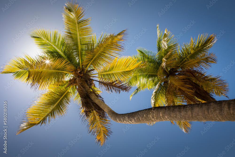 Under Coconut Palm Trees shadow with sunrays in Punta Cana, Dominican Republic