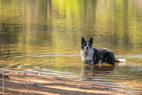 Collie cross in the Collie River
