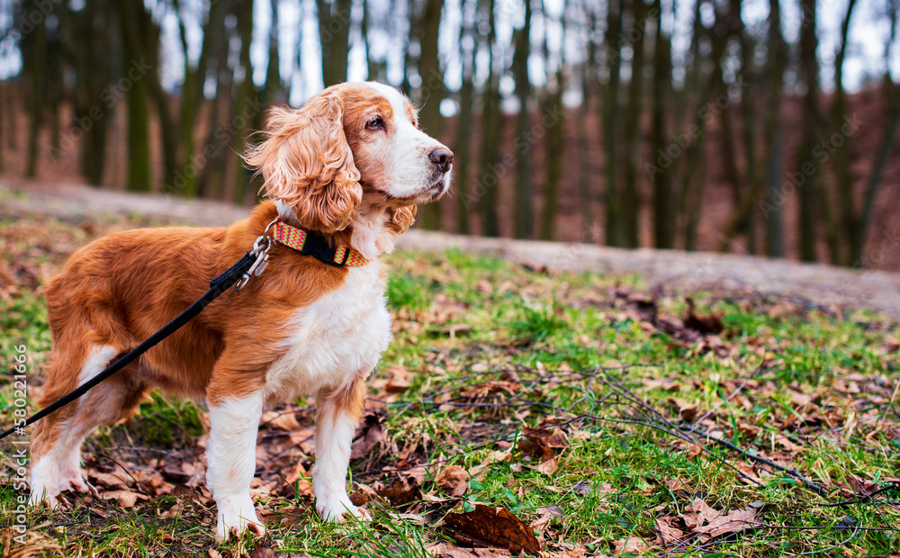 A dog of the English cocker spaniel breed stands against the background of blurred trees in the park. A beautiful dog is eight years old. The dog has a collar on its neck and looks to the side.