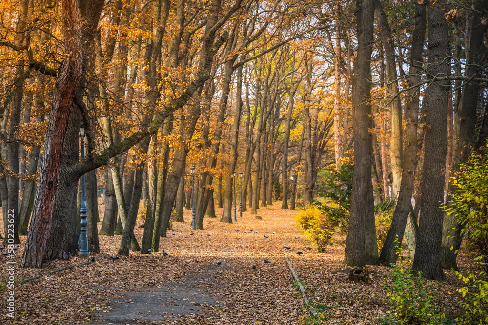 Spooky Road into Forest at autumn in Balkan Mountains, Bulgaria Spooky Road into Forest at autumn in Balkan Mountains, Bulgaria