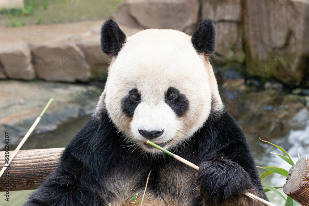 Fototapeta premium Male Giant Panda in South