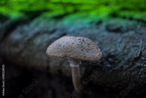 Parasol mushroom,Bangladeshi local fungus.