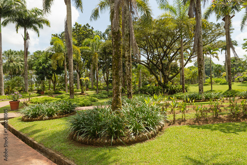 Palm collection in   ity park in Kuching  Malaysia  tropical garden with large trees and lawns.