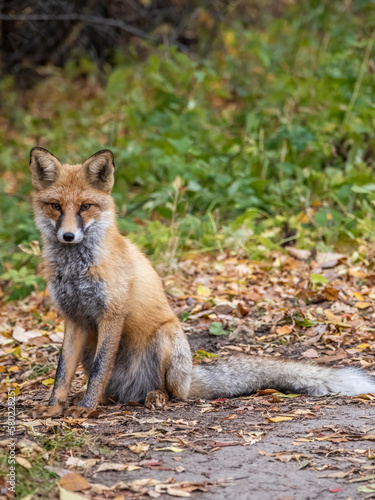 Close up of a red fox Vulpes vulpes, sitting on a path in the forest. © Dmitrii Potashkin