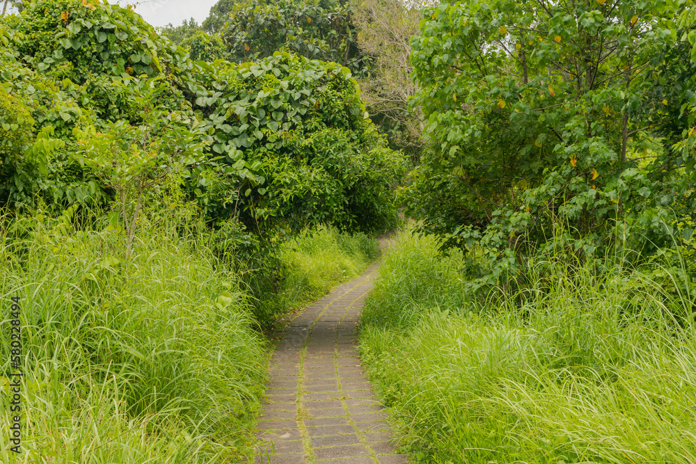 Campuhan ridge walk, Bali, Indonesia, track on the hill with grass, large trees, jungle and rice fields. Campuhan ridge walk, Bali, Indonesia, track on the hill with grass, large trees, jungle and rice fields.