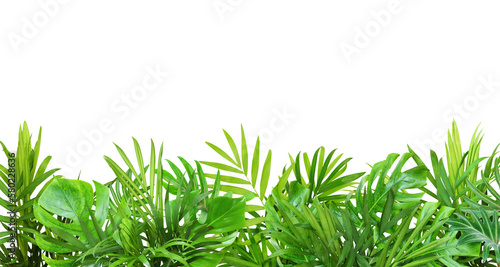 Green leaves of tropical plants in summer border decoration isolated on white or transparent background