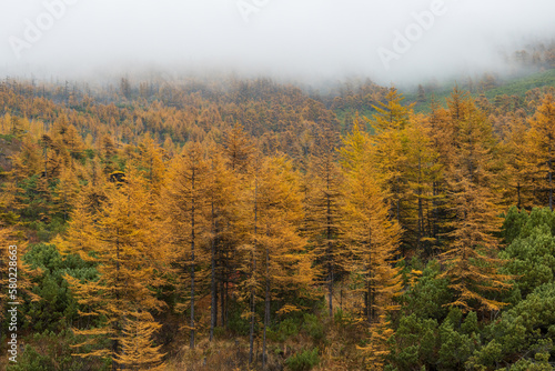 Beautiful autumn landscape. View of the autumn larch forest in the mountains. Larch trees with yellow crowns on the mountain slope. Low cloud cover. Foggy weather. Magadan region, Siberia, Russia.