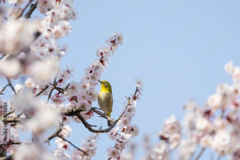 梅の白い花とメジロ