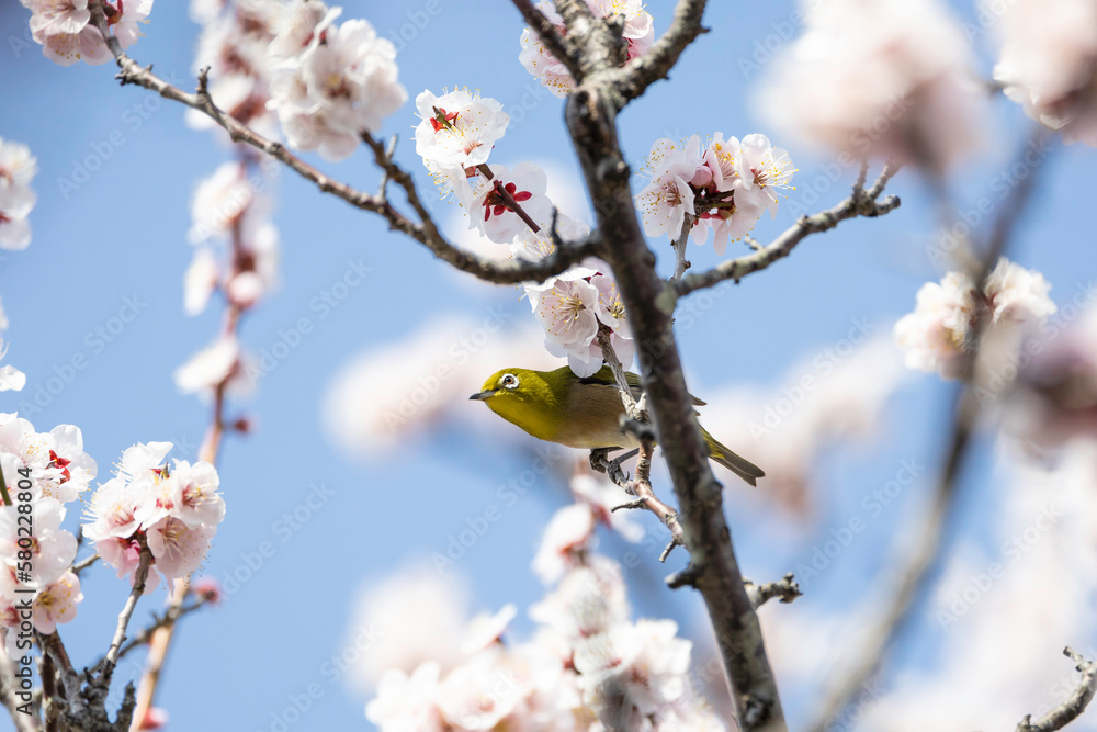 梅の白い花とメジロ 梅の白い花とメジロ