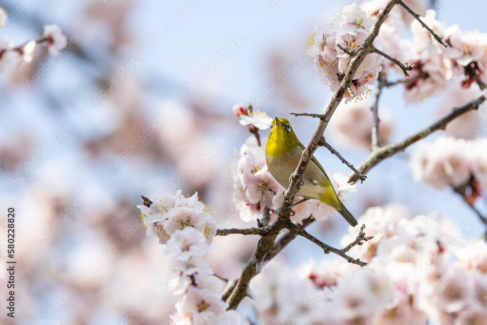 梅の白い花とメジロ