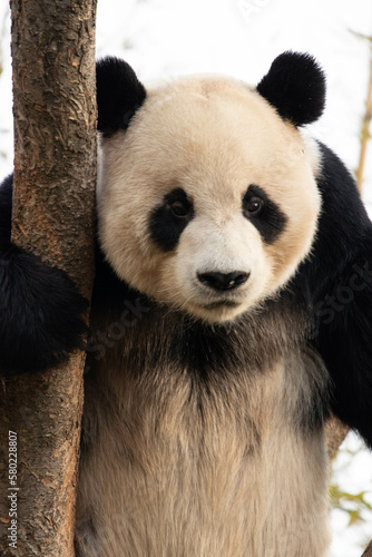 Close up Male Giant Panda in South Korea