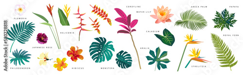 Vector set of tropical leaves and flowers with names isolated on white background. Monstera, strelitzia, heliconia, hibiscus, areca palm, cordyline, philodendron. Artistic botanical illustration