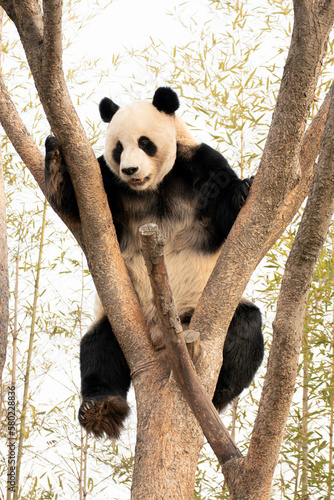 Fototapeta Naklejka Na Ścianę i Meble -  Close up Male Giant Panda in South Korea