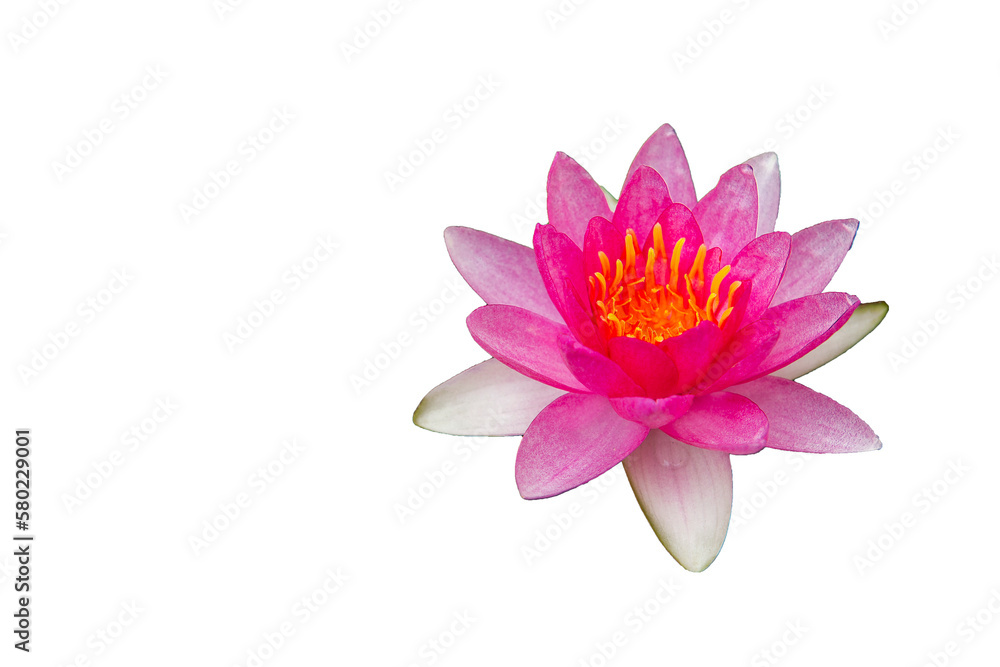 Water lily or lotus isolated on white.