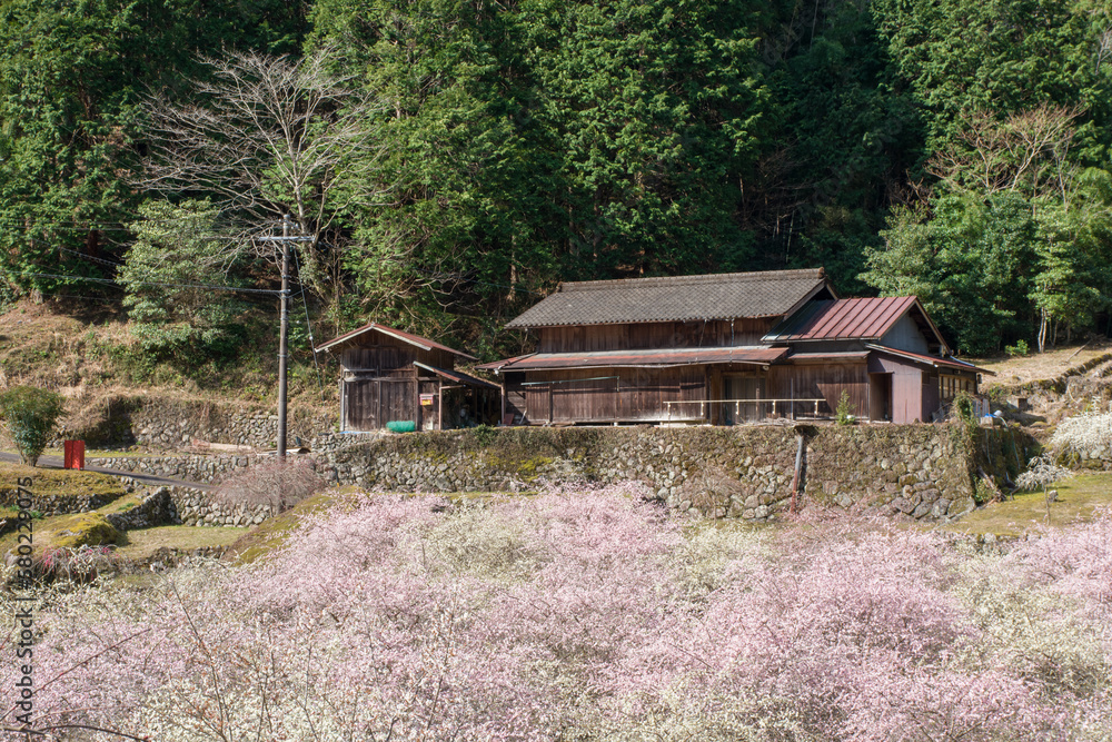 Obraz premium 梅の花の咲く山里 愛知県新城市川売