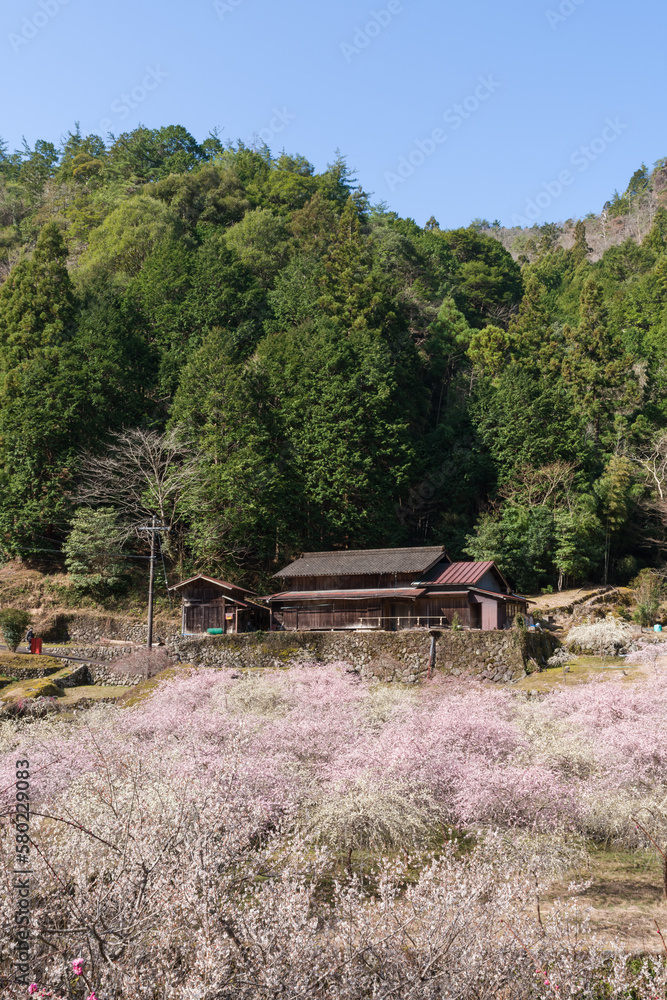 梅の花の咲く山里 愛知県新城市川売 梅の花の咲く山里 愛知県新城市川売