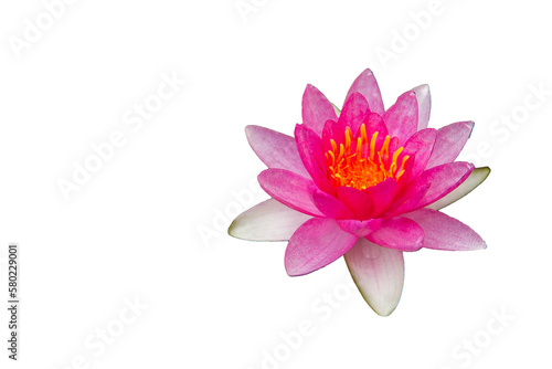 Water lily or lotus isolated on white.