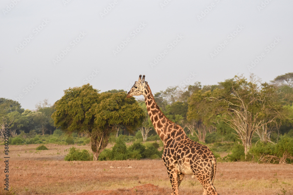 Obraz premium giraffe in the savannah