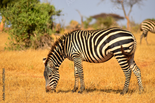 zebra in the savannah