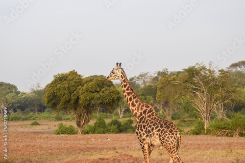 giraffe in the savannah