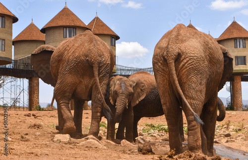Photography herd of elephants