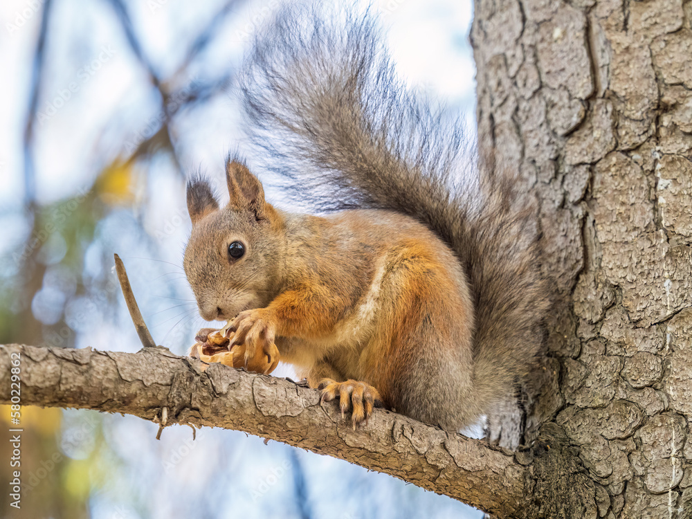 The squirrel with nut sits on tree in the autumn. Eurasian red squirrel, Sciurus vulgaris. The squirrel with nut sits on tree in the autumn. Eurasian red squirrel, Sciurus vulgaris.