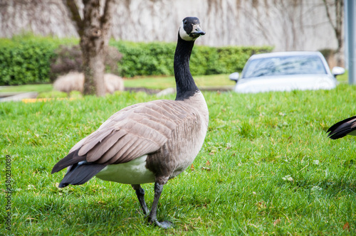 Canadian goose making the community park its home
