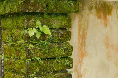 Small plants covering. Background, sunny day at tropical park, survival concept