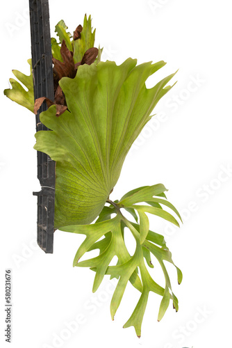 Holttum's Staghorn-fern isolated on white background.Clippin path.
 photo