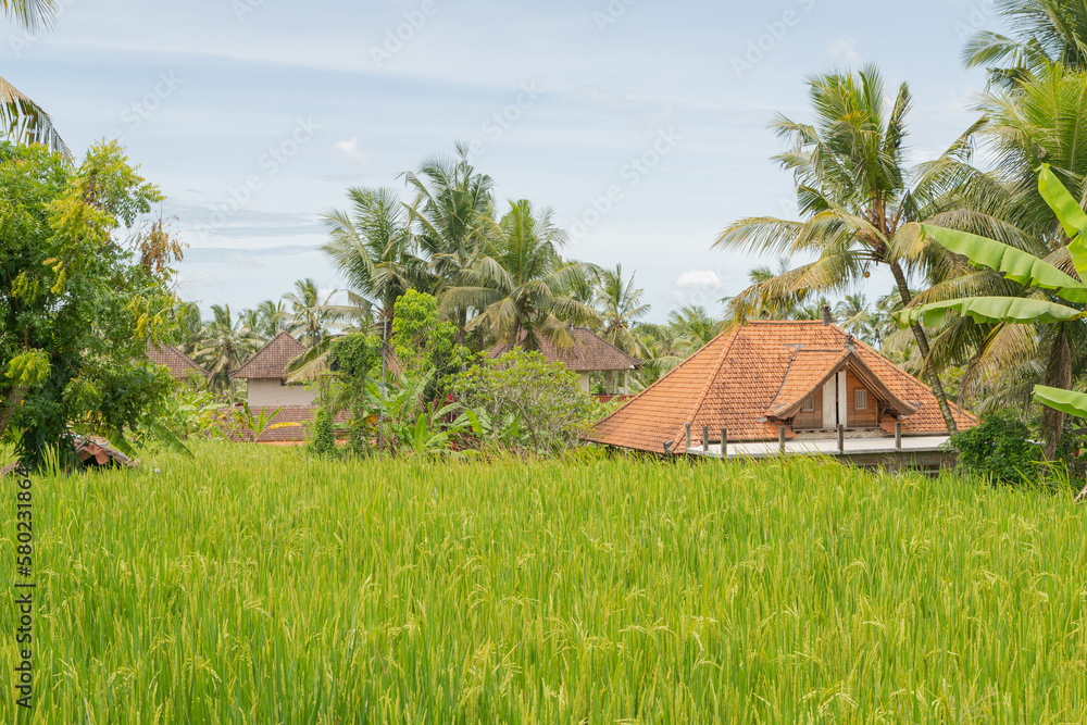 Rice fields in countryside, Ubud, Bali, Indonesia, green grass, cloudy sky