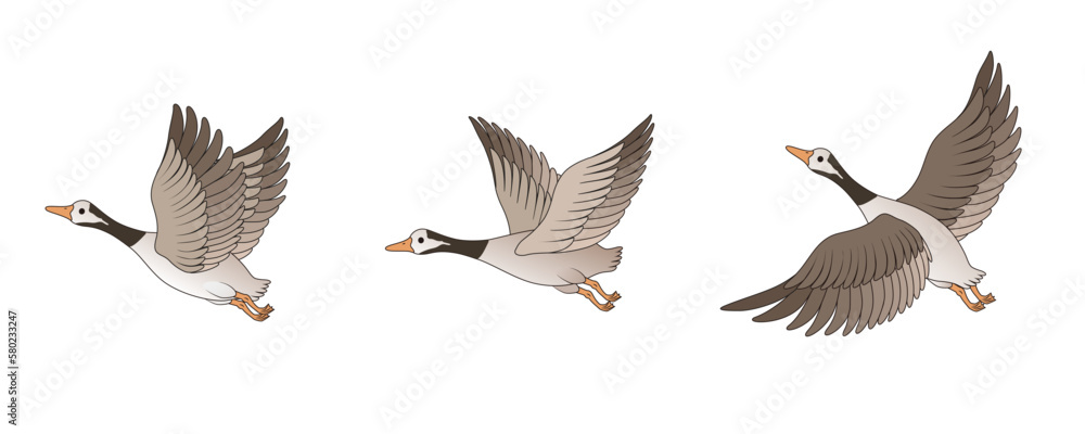 Obraz premium Vector illustration material of flying wild geese