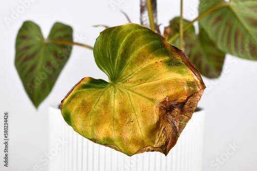 Fotografie Sick yellow withered Philodendron houseplant leaf