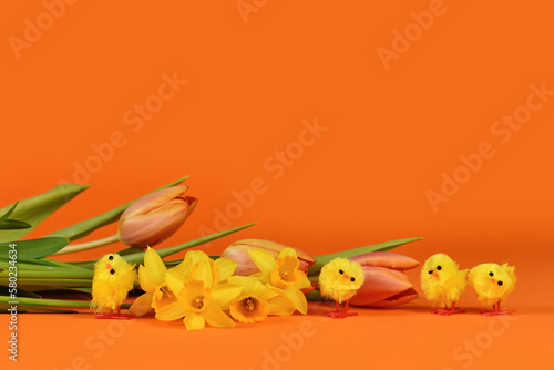 Small decorative Easter chicken, daffodil and tulip spring flowers on orange background with copy space photo