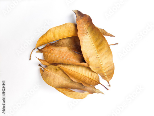 Dry mango leaves isolated on white background.Heap of dry leaves.