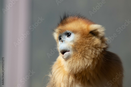 Close up Beautiful Golden Monkey