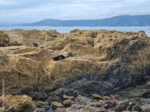 Seal lying on the rocky landscape in summer