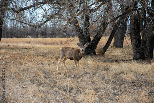 Young Deer Grazing