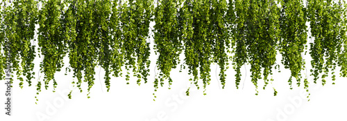 Valokuva Bunch of green leaves hanging from a ceiling on white transparent background
